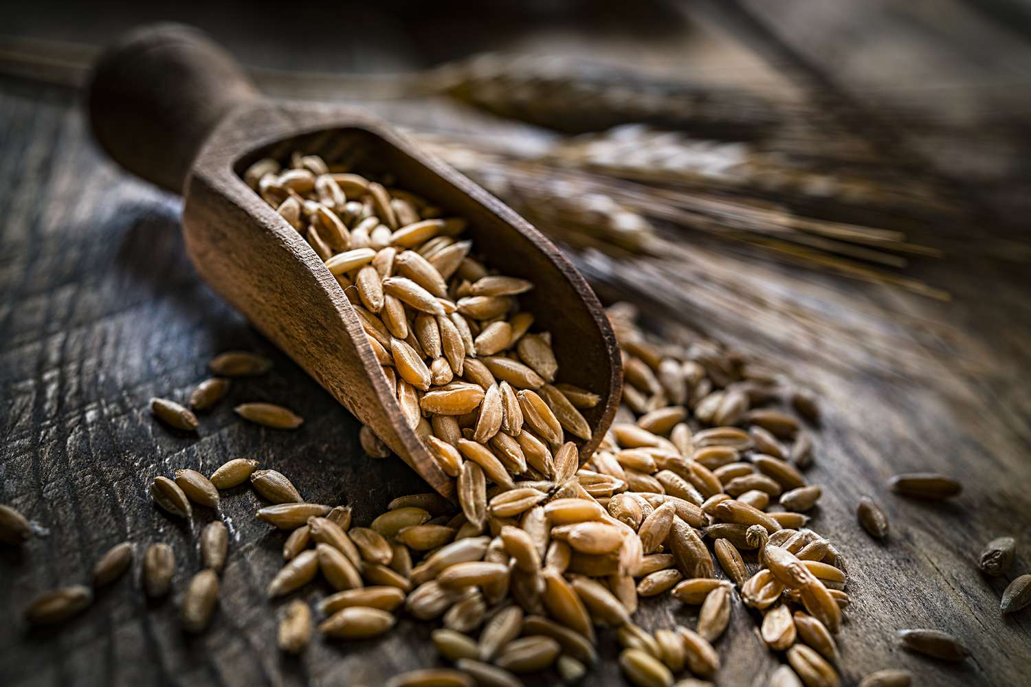 Healthy food: wholegrain wheat in a serving scoop shot on rustic wooden table
